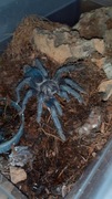Phormictopus sp dominikan purple Samica 