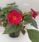 Achimenesy  Dor kłącze cena za 2 szt.