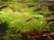 gupik rybka do akwarium Żary lubuskie