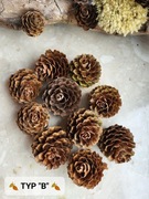 Szyszki modrzew suszone naturalne 10 szt typ " B"