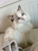 Kot rasowy z rodowodem Ragdoll 