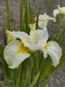 Irys syberyjski 'Lemon Mousse' Iris sibirica