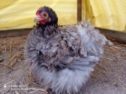 Jaja lęgowe kochin karzełek gładki i lokowany