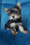 Piesek Yorkshire Terrier