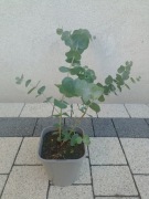 Eukaliptus niebieski