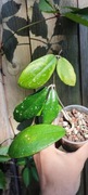 Hoya Nova 'Honey Pot'