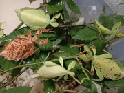 Liśćce Phyllium elegans, mimetyzm jak patyczaki, owady L5, komplet 3szt