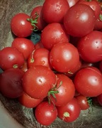 Nasiona pomidor Pelikan min. 10szt.