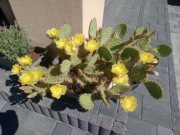 Opuncja Komanczów - mrozoodporna  