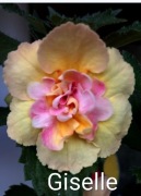 Achimenesy kłącze SRG's Giselle 