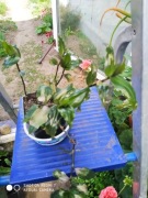 Trzykrotka rumieniec panny młodej  nr 17 dł  20 cm 