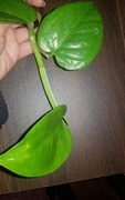 Philodendron werneri mini cięty szczyt