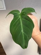 Philodendron Camposportoanum - sadzonka pędowa ukorzeniona 