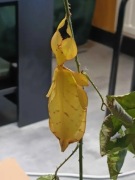 Jaja phyllium elegans i jacobsoni - liściec liśćce 30 szt.