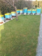 Odkłady pszczele na ramce