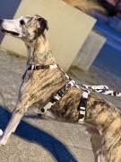 Szelki antyucieczkowe + smycz przepinana M