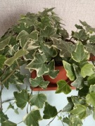Roślina  doniczkowa "bluszcz - Hedera Helix. "