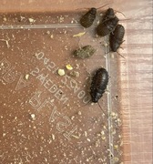 Karaczan madagaskarski wylęg 2 szt hydrożel gratis