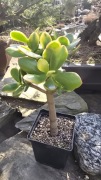 Grubosz Crassula Sunset 