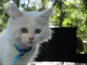 Kocurek  Ragdoll Blue Bicolor Lynx