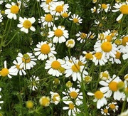 RUMIANEK pospolity nasiona suche zbiór 2025 - 50 g