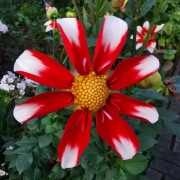 Dalia Windimill 