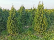 Tuje Szmaragd w rozmiarze 160-180 cm – 70 zł/szt