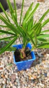 Trachycarpus Bułgaria X Wagnerianus