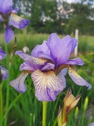 Irys syberyjski 'Kundel' Iris sibirica