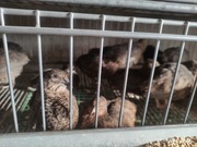 Jaja lęgowe przepiórka Angielska 