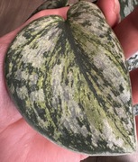 Scindapsus Exotica Hologram - pędówka