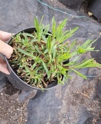 Penstemon Strictus  1.5l donica 