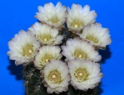 Ogromny kaktus Gymnocalycium około 25-letni. Przepiękne białe kwiaty !!!