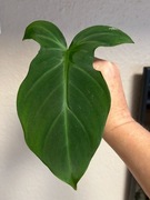 Philodendron Camposportoanum - sadzonka pędowa ukorzeniona - dwa węzły