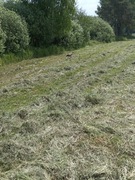 Siano dla królików I gryzoni wysoka jakość 4KG