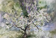 „Kwitnąca brzoskwinia i wisteria” piękna akwarela