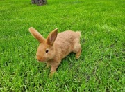 Karma sianko 1 kg królik, chomik, wiewiórka 