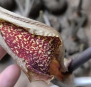 Pałczycha Kroplista bulwa około 7 cm + heatpack