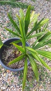 Trachycarpus Takil