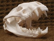 Weterynaria- naturalna czaszka borsuka (Nie czaszka lisa!)