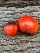 Blue Gigante Francese di Grenoble Pomidor kolekcjonerski / 21