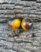 Blue Green Woolly Pomidor Kolekcjonerski 