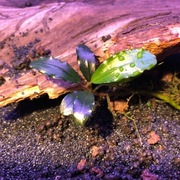 Bucephalandra sp. Super Blue, sadzonka emersyjna 4-8 cm, również bez CO2