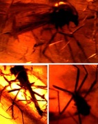 Naturalny bursztyn bałtycki z inkluzjami 3 owady 38g.