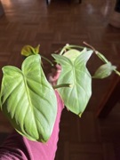 Philodendron Camposportoanum