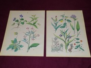 Kwiaty  reprint XIX w. grafik do aranżacji wnętrza