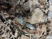 Porcellio Laevis Dairy Cow