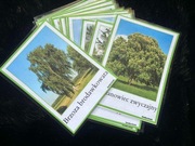 Karty edukacyjne – drzewa liściaste | 15 kart A6