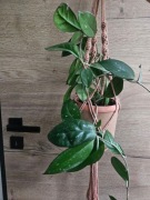 Wisząca Woskownica (Hoya pubicalyx) + doniczka i makrama