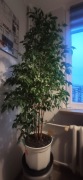 Fikus Benjamin 130 cm